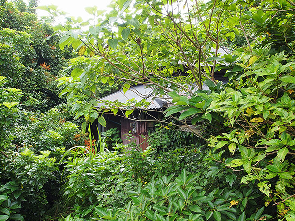 Deserted houses covered with plants