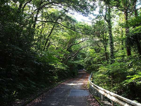 A service road running through the forest