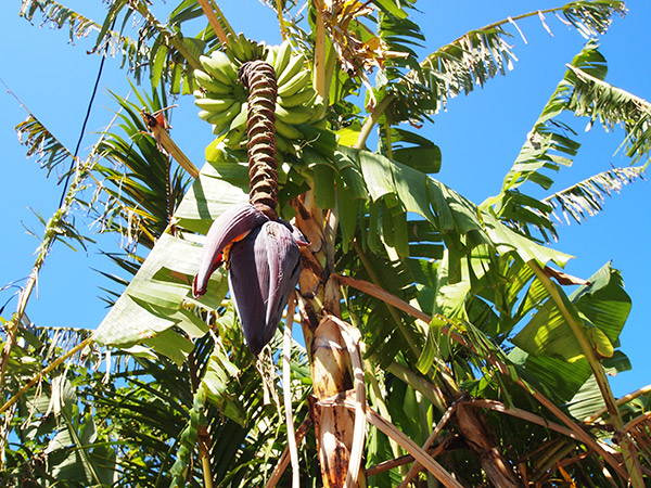 父島 バナナの木