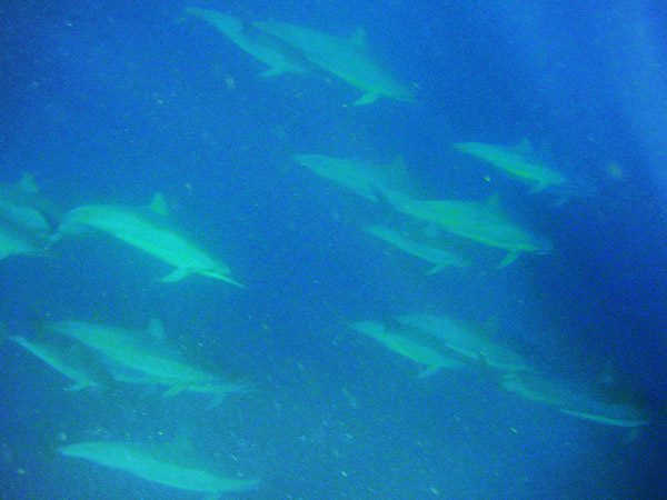 海中のイルカの大群