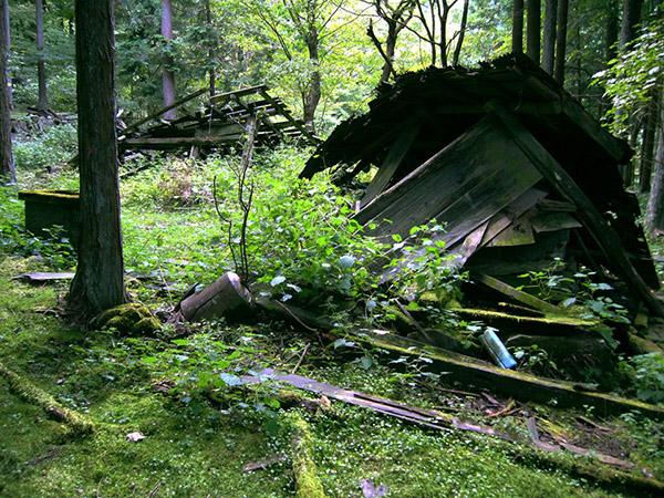 草木に覆われた小屋の残骸