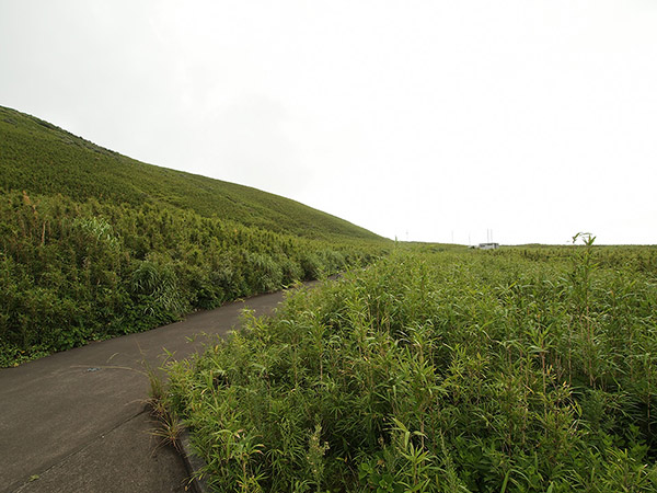 The grassland spreads all around