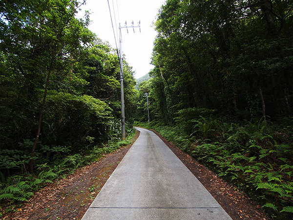 池之沢の道路