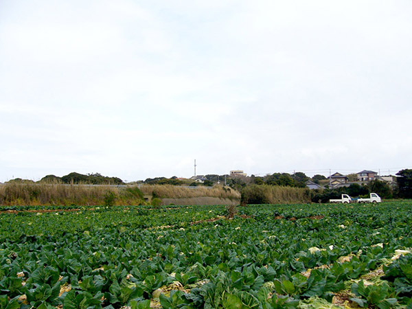 銚子のキャベツ畑
