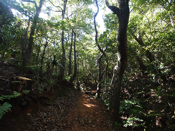 旭山 遊歩道