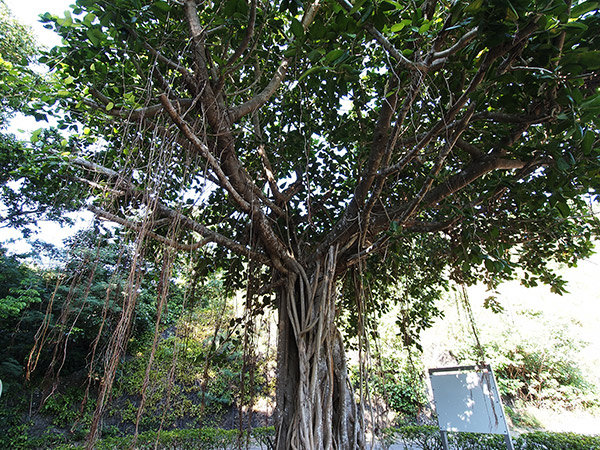 ベンガルボダイジュの大木