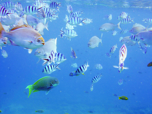 海中公園の水中写真