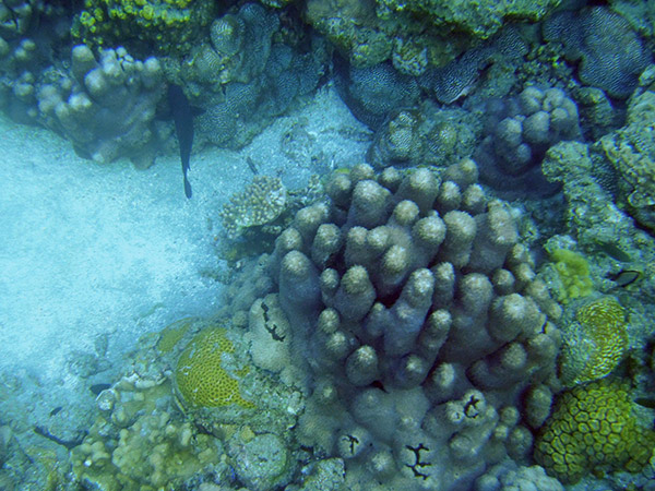 兄島海中公園 熱帯魚