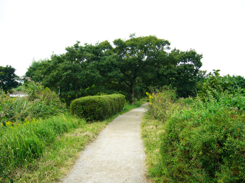 松戸側の河川敷