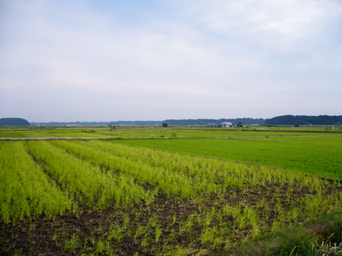 印旗沼の水田