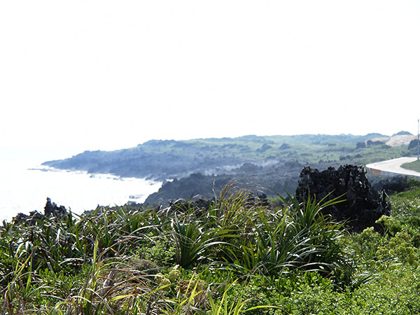 北大東島 海岸の植物