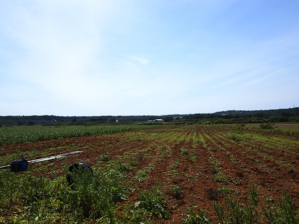 北大東島 風景