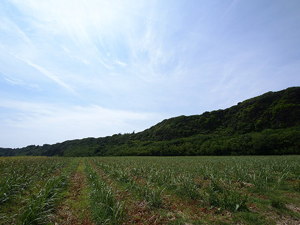 北大東島 長幕の風景