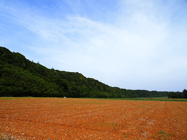 北大東島 自然