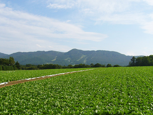 野辺山のキャベツ畑