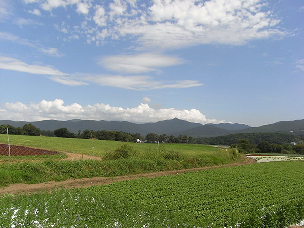 野辺山 キャベツ畑