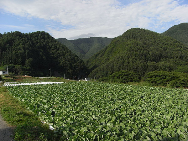 佐久広瀬駅 畑