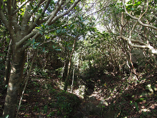 神津島 天上山 登山