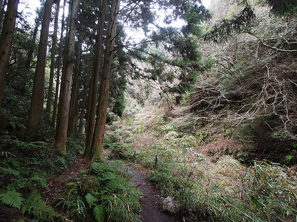 東椎屋の滝 森林