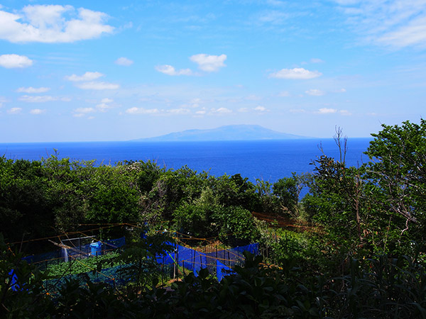 御蔵島 集落の畑