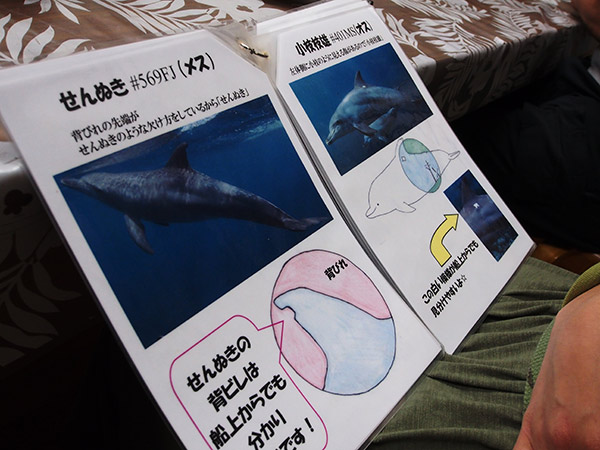 御蔵島のイルカの図鑑