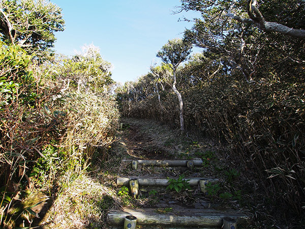 柘植の木が生い茂る遊歩道