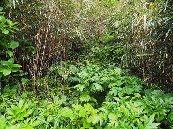 南郷 遊歩道 雑草