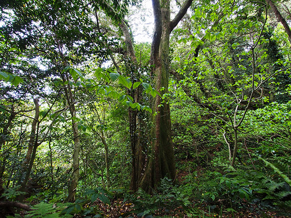 御蔵島 南郷の原生林