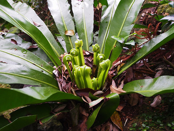 オオタニワタリ 新芽