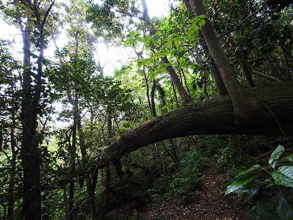 御蔵島の倒木