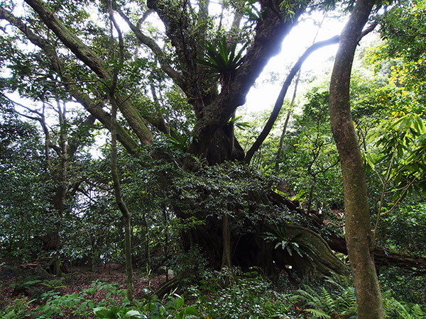 御蔵島のスダジイ 巨樹