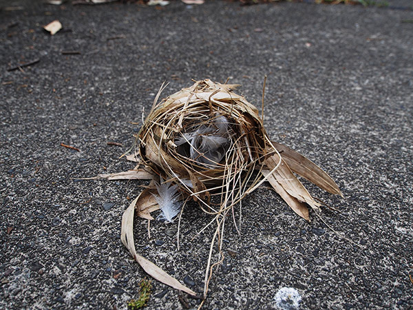 南郷 鳥の巣