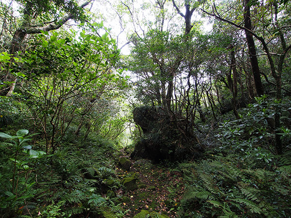 御蔵島の御代ヶ池は原生林に囲まれた神秘的な空間だったのサムネイル