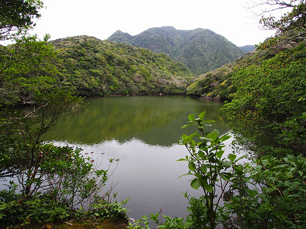 御代ヶ池 御蔵島