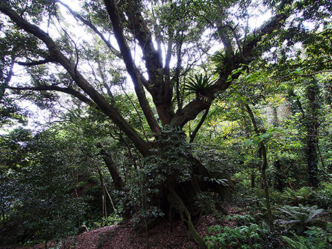 御蔵島 南郷 巨樹の森