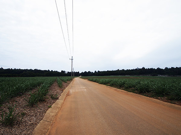 塩屋方面の道路