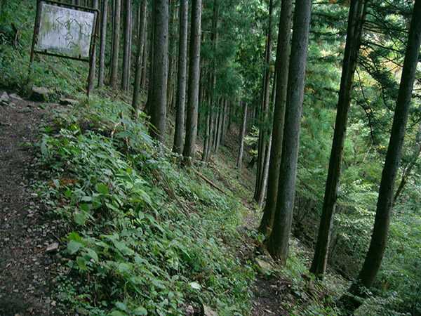 分岐する山道