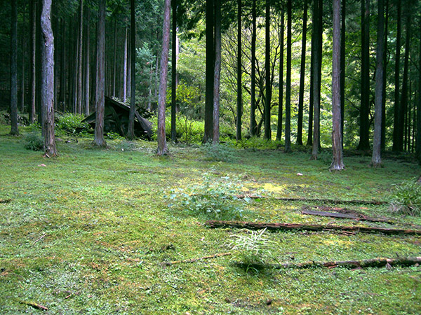 苔に覆われた広い土地