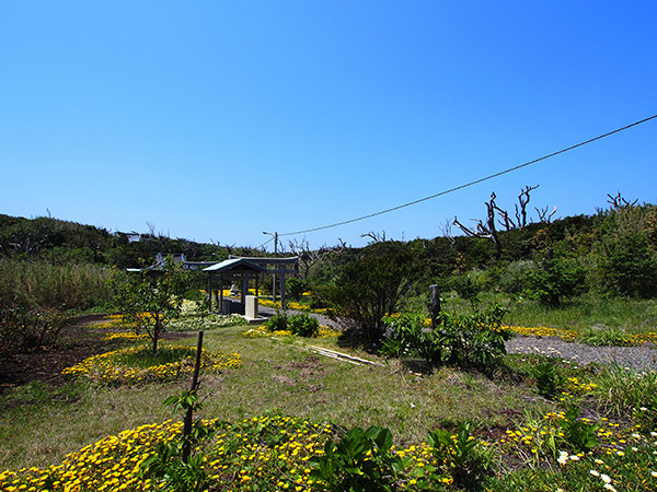 三宅島 富賀神社 風景