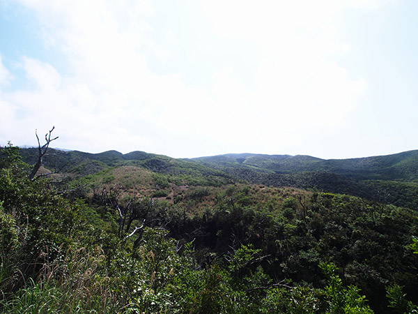 三宅島 南戸林道 雄山を望む
