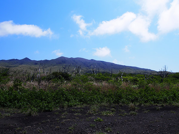 雄山 枯れ木 三宅島