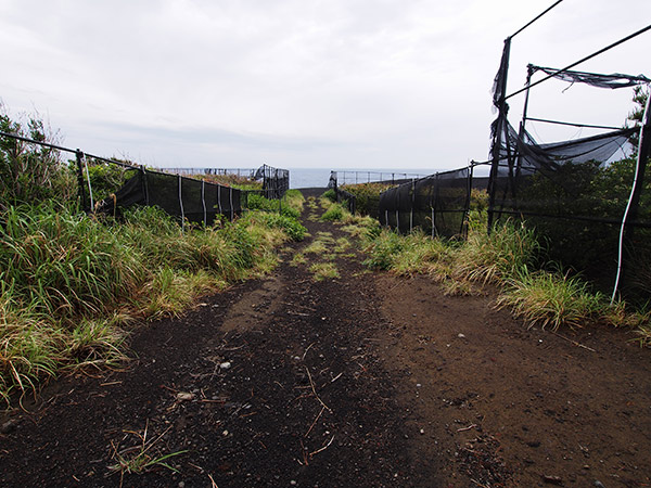 三宅島 新鼻新山の行き方