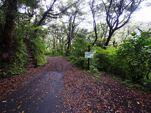 大路池の遊歩道