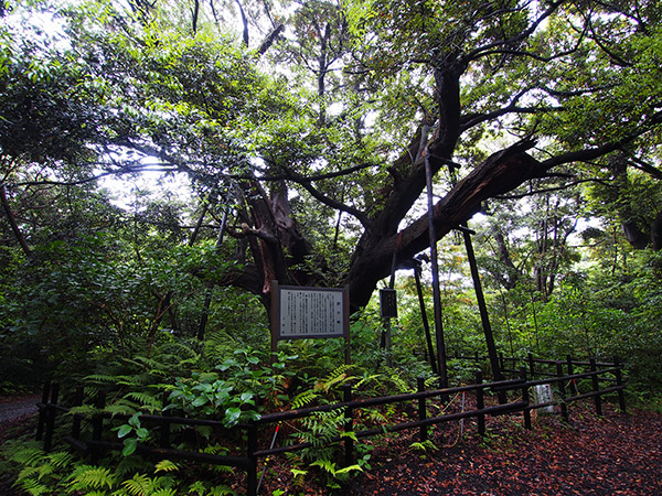 三宅島 大路池の迷子椎