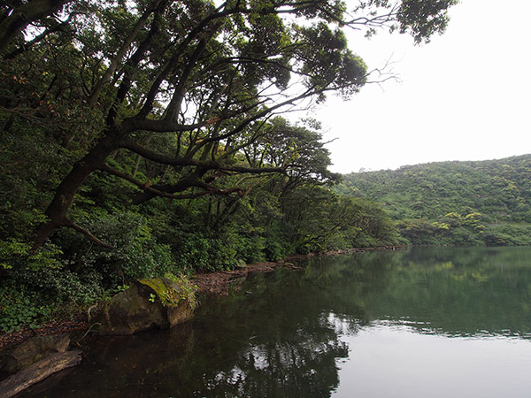 三宅島の大路池 照葉樹林