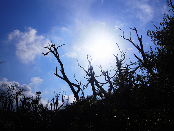 椎取神社 噴火の影響 枯れ木