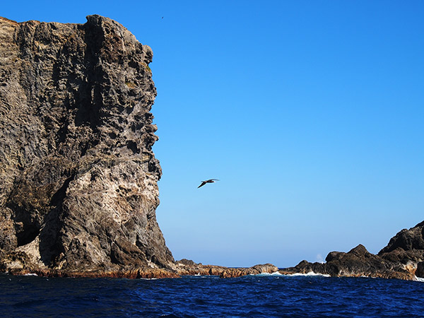 媒島のカツオドリ