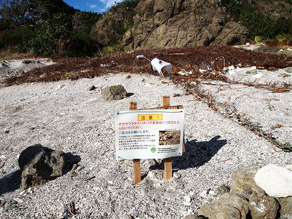 オガサワラスナハキバチ営巣地