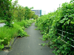 草に覆われた歩道