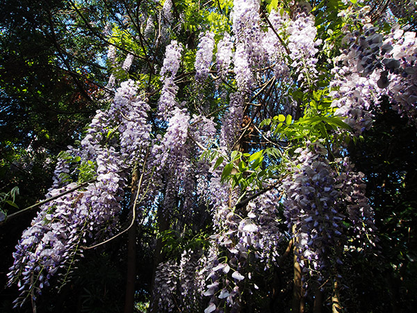 野崎島 藤の花 見頃